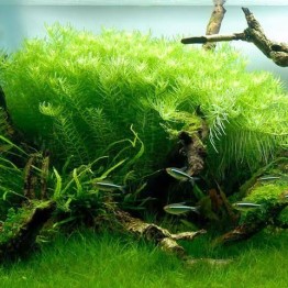 Rotala sp. “Green”