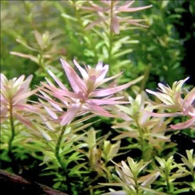 Rotala sp. “Pink” Rotala sp. “Pink”