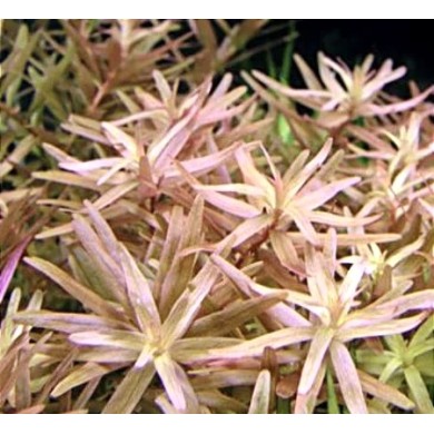 Rotala sp. “Pink” Rotala sp. “Pink”