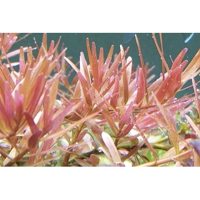 Rotala sp. “Pink” Rotala sp. “Pink”