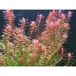 Rotala sp. “Pink” Rotala sp. “Pink”