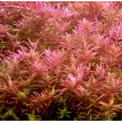 Rotala sp. “Pink” Rotala sp. “Pink”