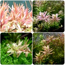 Rotala sp. “Pink” Rotala sp. “Pink”