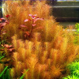 Rotala wallichii “Long leaf”