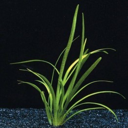 Sagittaria natans Pall. 