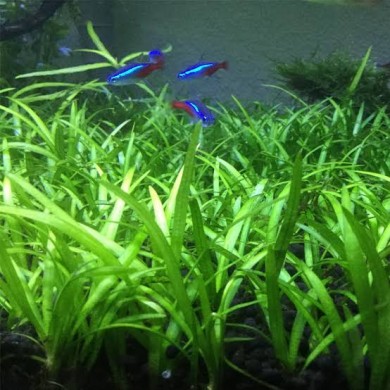 Sagittaria subulata “Pusilla”