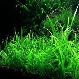 Sagittaria subulata “Pusilla”