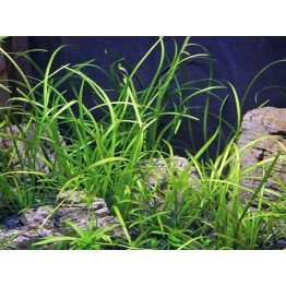 Sagittaria subulata “Pusilla”