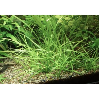 Sagittaria subulata “Pusilla”