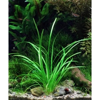 Sagittaria subulata “Pusilla”