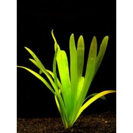 Sagittaria platyphylla