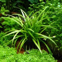 Sagittaria platyphylla