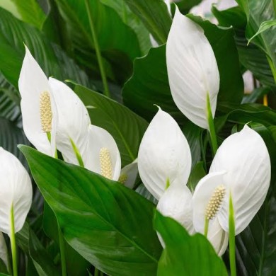 Spathiphyllum wallisii (Lírio-da-paz)