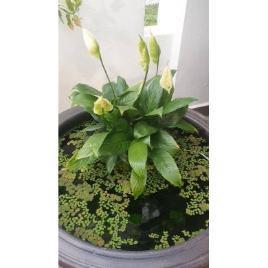 Spathiphyllum wallisii (Lírio-da-paz)