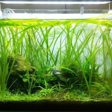 Vallisneria americana 