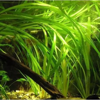Vallisneria americana 