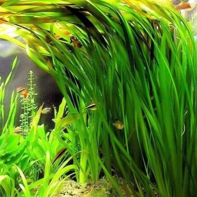 Vallisneria americana 