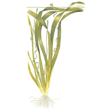 Vallisneria americana 