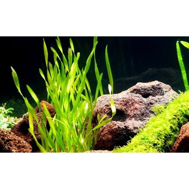 Vallisneria americana 