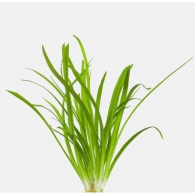 Vallisneria americana 