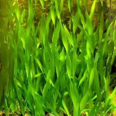 Vallisneria spiralis var. Tortifolia