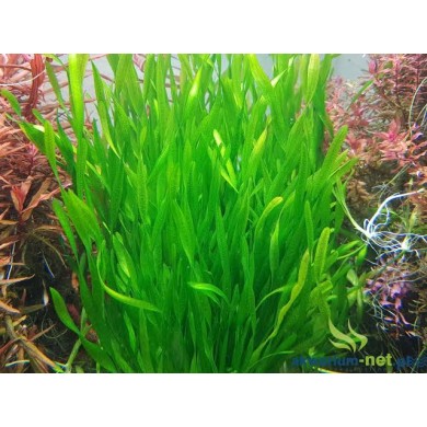 Vallisneria spiralis var. Tortifolia