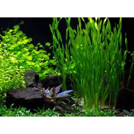 Vallisneria spiralis var. Tortifolia