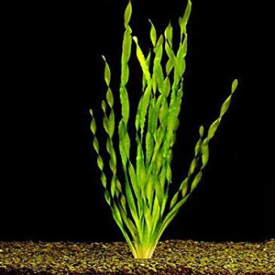 Vallisneria spiralis var. Tortifolia