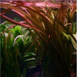 Vallisneria neotropicalis 