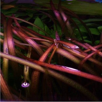 Vallisneria neotropicalis 