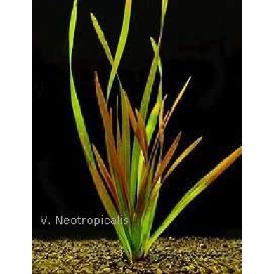 Vallisneria neotropicalis 