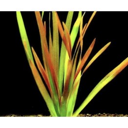 Vallisneria neotropicalis 