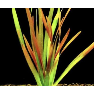 Vallisneria neotropicalis 