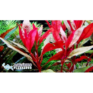 Alternanthera reineckii “Roseafolia” 