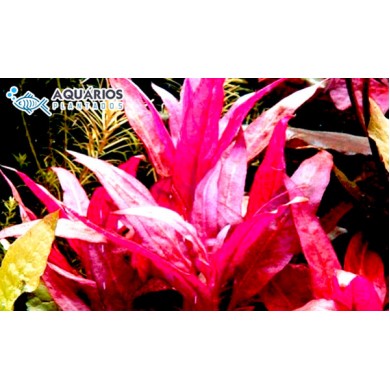 Alternanthera reineckii “Roseafolia” 