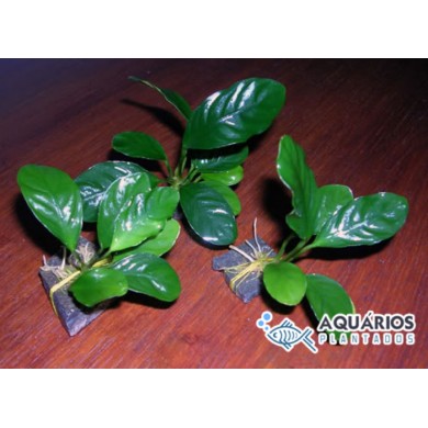 Anubias barteri “Coffeefolia”