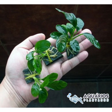 Anubias barteri “Coffeefolia”