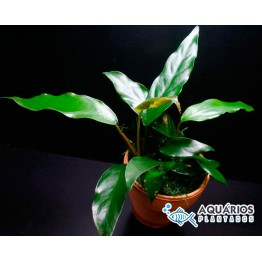 Anubias sp. “Gabon”