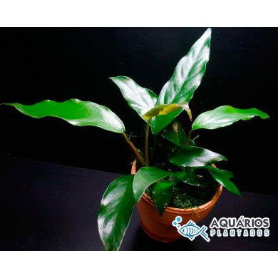 Anubias sp. “Gabon”