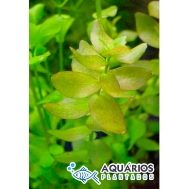 Bacopa caroliniana “Variegata”