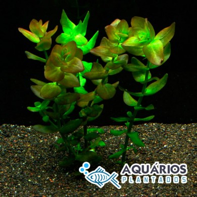 Bacopa caroliniana “Variegata”