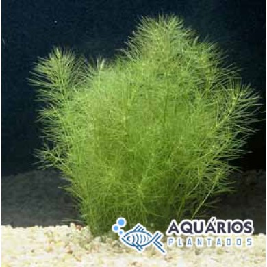 Bacopa myriophylloides