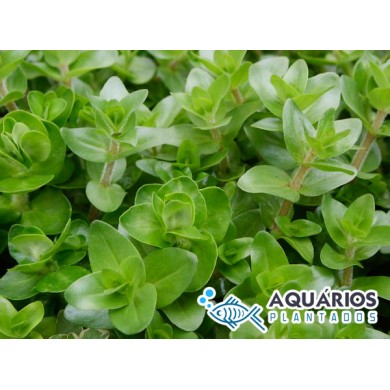 Bacopa lanigera