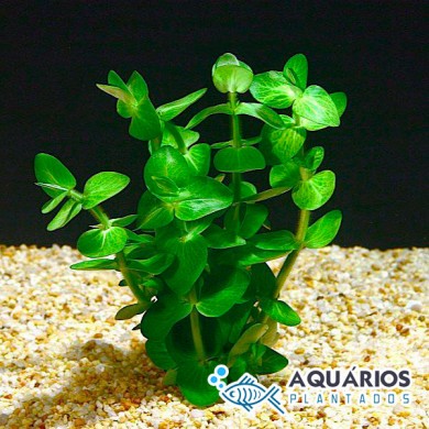 Bacopa lanigera