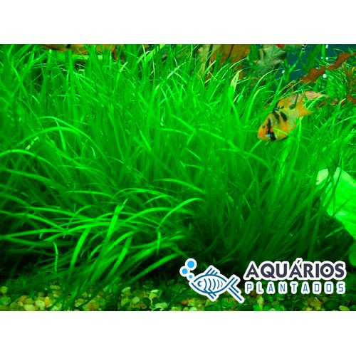 Blyxa japônica - Aquários Plantados