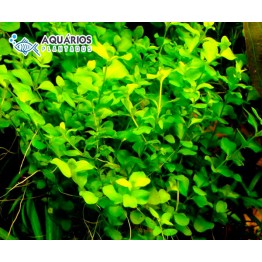 Bacopa australis