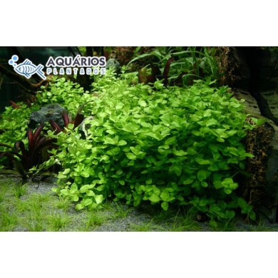 Bacopa australis