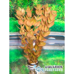 Bacopa rotundifolia (INDISPONÍVEL)