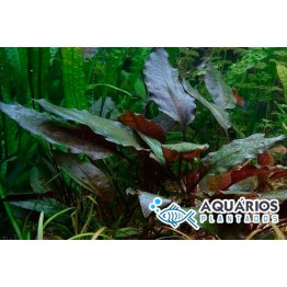 Cryptocoryne cordata “Blassii”