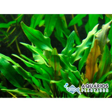 Cryptocoryne walkeri